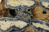 Mammoth Molar Slice With Case - South Carolina #335360-2